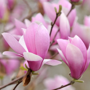 Magnolia liliflora 'Jane'