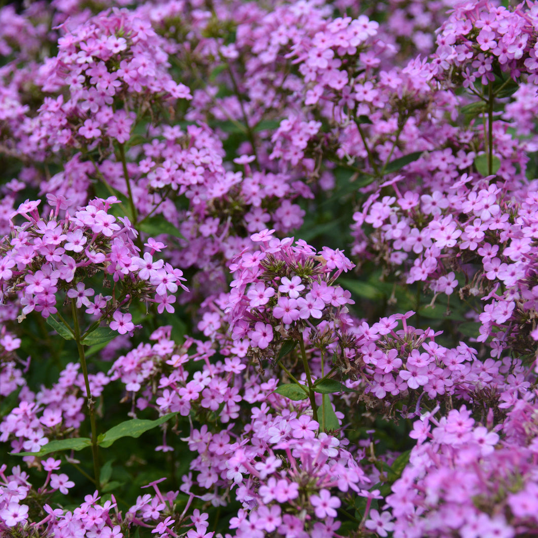 Phlox pan. 'Jeana' - Garden Phlox