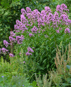 Phlox pan. 'Jeana' - Garden Phlox