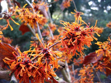 Load image into Gallery viewer, Hamamelis x ‘Jelena&#39; - Witch Hazel
