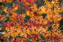 Load image into Gallery viewer, Hamamelis x ‘Jelena&#39; - Witch Hazel
