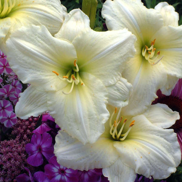 Hemerocallis 'Joan Senior' - Daylily