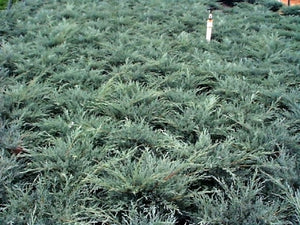Juniperus chin. 'Angelica Blue'