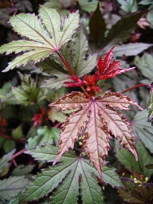 Hibiscus 'Jungle Red'