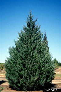 Juniperus virginiana - Eastern Red Cedar