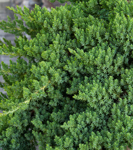 Juniperus proc. 'Nana'