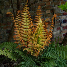 Load image into Gallery viewer, Dryopteris &#39;Jurassic Gold&#39; - Wood Fern
