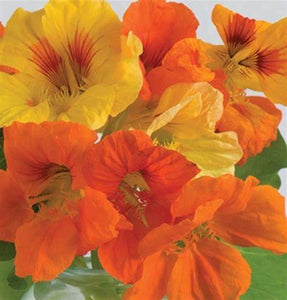 Nasturtium 'Kaleidescope Mix'