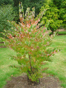 Cercidiphyllum japonicum
