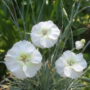 Dianthus 'Key Lime Pie'