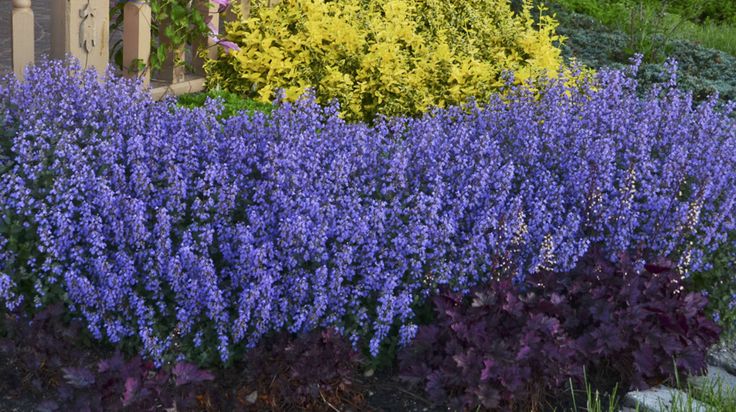 Nepeta 'Kitten Around' - Catmint