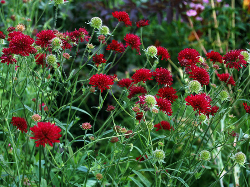 Knautia macedonica