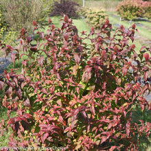 Load image into Gallery viewer, Diervilla 'Kodiac Black' - Bush Honeysuckle
