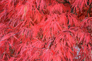 Acer palm. dis. 'Crimson Queen' - Weeping Red Japanese Maple