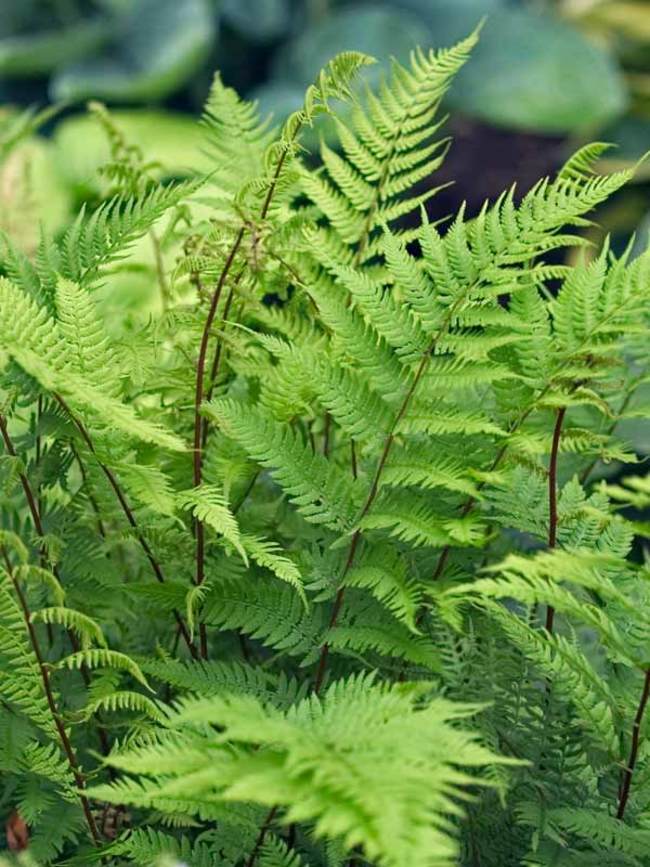 Athyrium fel. 'Lady In Red'