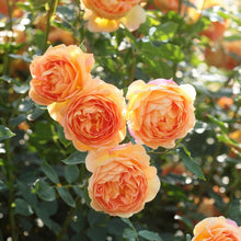 Load image into Gallery viewer, Rosa 'Lady of Shalott' - Shrub rose
