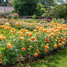 Load image into Gallery viewer, Rosa 'Lady of Shalott' - Shrub rose
