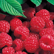 Load image into Gallery viewer, Rubus &#39;Latham&#39; - Red Raspberry
