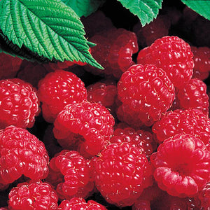Rubus 'Latham' - Red Raspberry