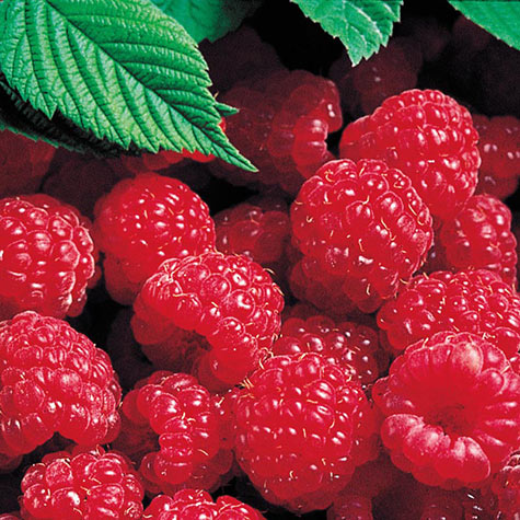Rubus 'Latham' - Red Raspberry