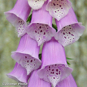 Digitalis purp. 'Camelot Lavender'