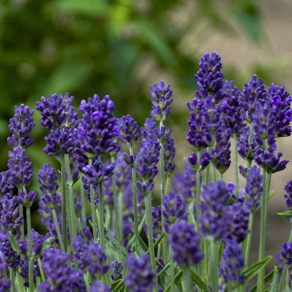 Lavandula 'Lavance' - English Lavender