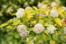 Load image into Gallery viewer, Physocarpus op. &#39;Lemon Candy&#39;
