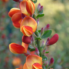 Load image into Gallery viewer, Cytisus scop. &#39;Lena&#39; - Scotch Broom
