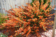 Load image into Gallery viewer, Cytisus scop. &#39;Lena&#39; - Scotch Broom
