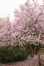Load image into Gallery viewer, Magnolia x loebnari 'Leonard Messel'

