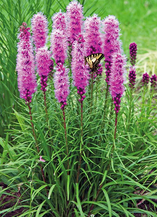 Liatris spicata - Blazing Star