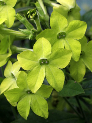 Nicotiana 'Lime Green'
