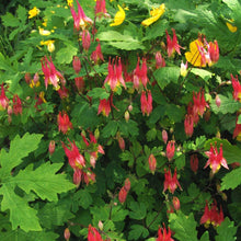 Load image into Gallery viewer, Aquilegia can. &#39;Little Lanterns&#39; - Columbine
