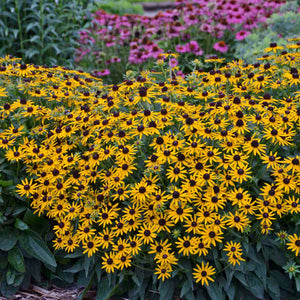 Rudbeckia fulgida 'Little Goldstar'