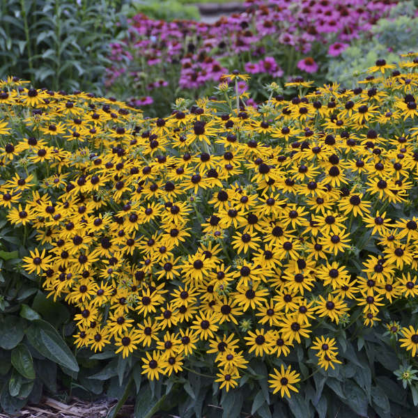 Rudbeckia fulgida 'Little Goldstar'