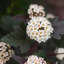 Load image into Gallery viewer, Physocarpus 'Little Devil' - Ninebark
