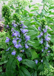 Lobelia siphilitica - Blue Cardinal Flower