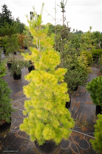 Pinus strobus 'Louie'