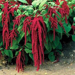 Amaranthus 'Love Lies Bleeding'