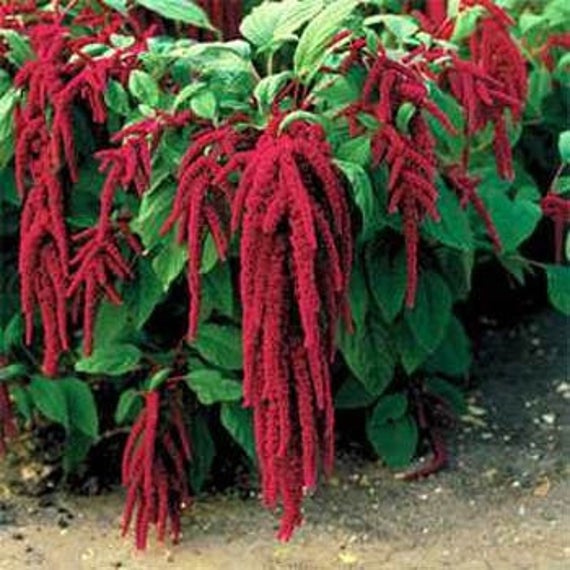 Amaranthus 'Love Lies Bleeding'