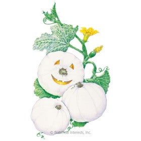 SEEDS: Pumpkin - Lumina (White)