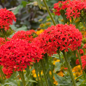 Lychnis chalcedonica