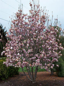 Magnolia x soulangeana - Saucer Magnolia