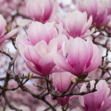 Load image into Gallery viewer, Magnolia x soulangeana - Saucer Magnolia
