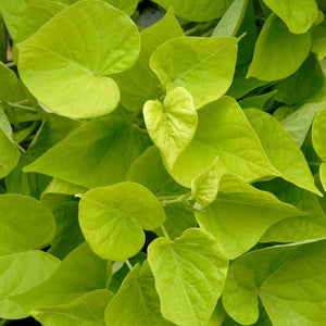 Ipomea 'Margarita'