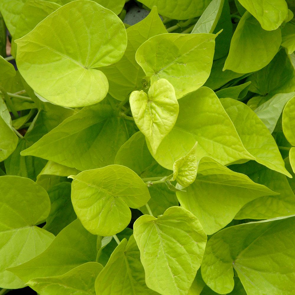 Ipomea 'Margarita'