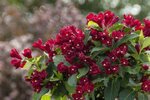 Load image into Gallery viewer, Weigela &#39;Maroon Swoon&#39;
