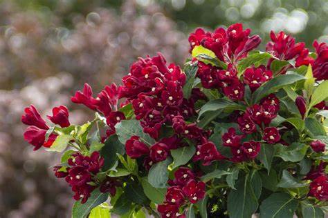 Weigela 'Maroon Swoon'