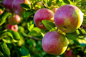 Malus 'McIntosh' - Apple