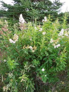 Spiraea alba var. latifolia - Meadowsweet Spiraea